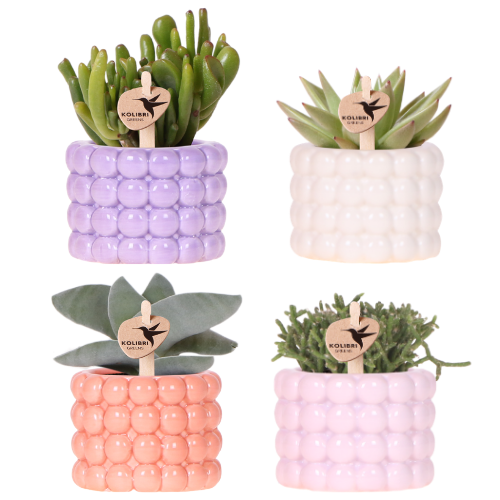 Set de plantes Poppy Mix – Ø6 cm, 7 cm de haut