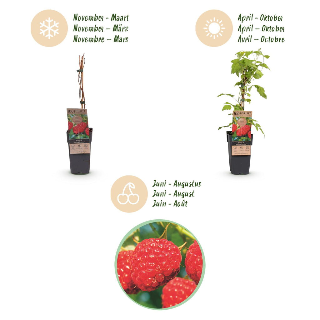 Rubus idaeus 'Malling Promise' (Himbeerpflanze) – 2 Pflanzen, Ø15 cm, 50 cm hoch – Bild 4