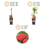 Rubus idaeus 'Malling Promise' (Himbeerpflanze) – 2 Pflanzen, Ø15 cm, 50 cm hoch