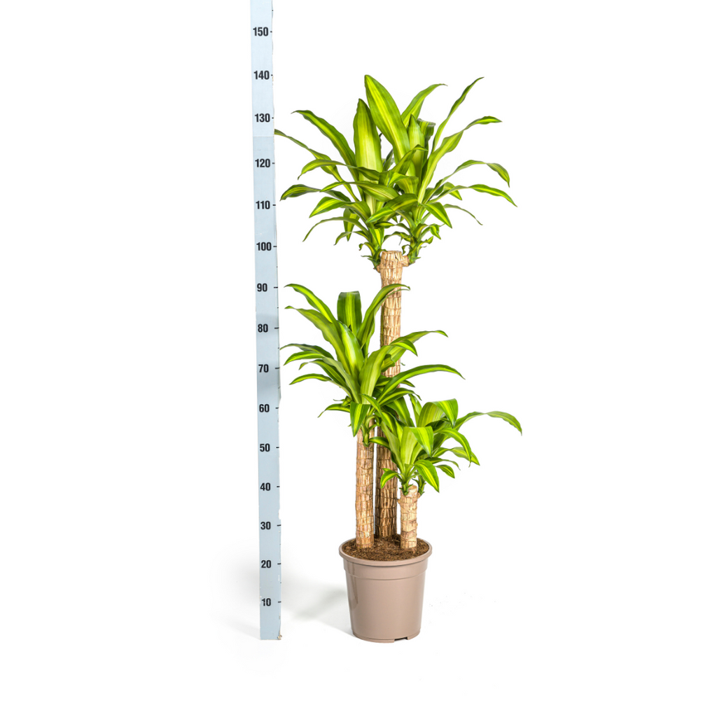 Dracaena fragrans Massangeana (Drachenbaum) mit Korb – Ø 24 cm, 130–150 cm hoch