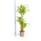 Dracaena fragrans Massangeana (Drachenbaum) mit Korb – Ø 24 cm, 130–150 cm hoch