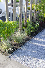 Lomandra longifolia 'White Sands' – Ø19 cm, 40 cm high