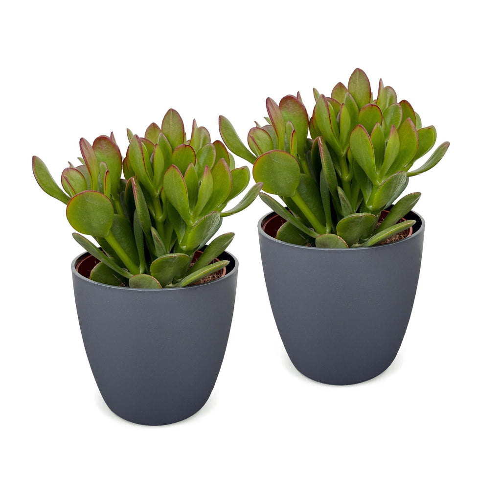 2× Crassula ovata (jadeplante) i grå potte – Ø12 cm, 16 cm høj