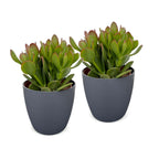 2× Crassula ovata (jadeplante) i grå potte – Ø12 cm, 16 cm høj