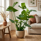 Monstera (gatenplant) – Ø17 cm, 70 cm hoog