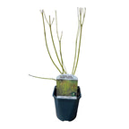 Cornus alba 'Flaviramea' (green branches) – Ø17 cm, 45 cm high