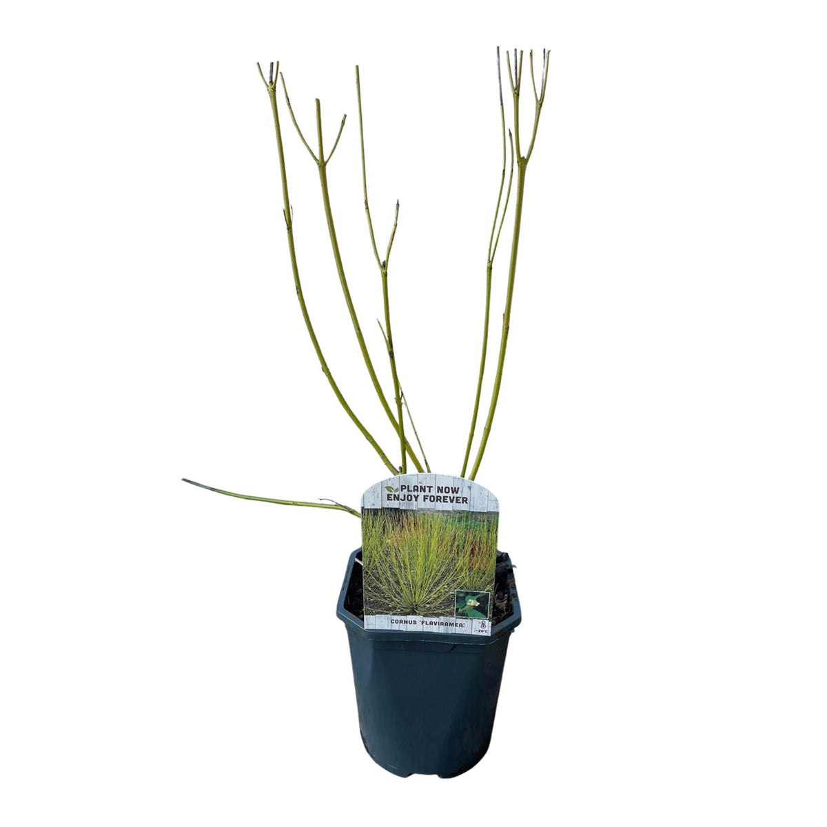 Cornus alba 'Flaviramea' (green branches) – Ø17 cm, 45 cm high – photo 2