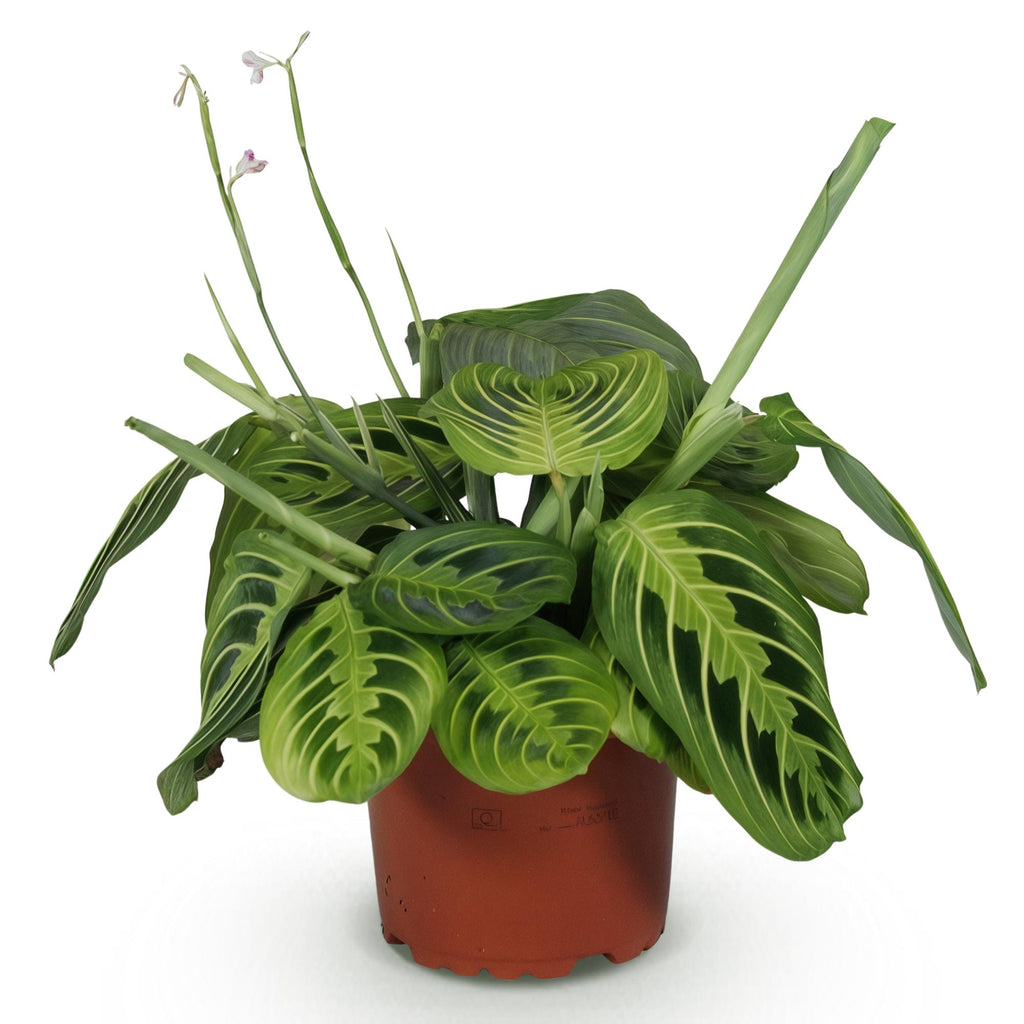 Maranta Fascinator Lemon Lime (Gebetsstaude) – Ø 12 cm, 25 cm hoch