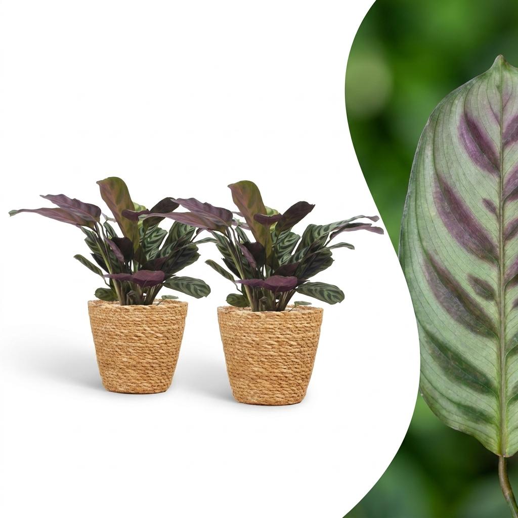 2× Ctenanthe burle-marxii (fishbone plant) with basket – Ø12 cm, 30 cm high
