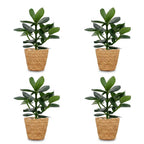 4× Clusia Princess avec panier – Ø12 cm, 40 cm de haut