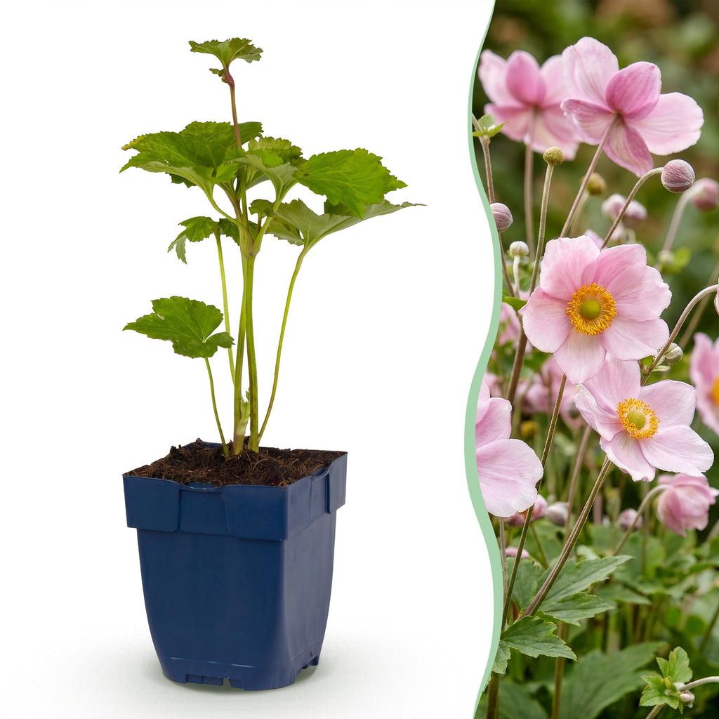 Anemone hybr. 'Kön. Charlotte' (Herbstanemone) – rosa – Ø 11 cm, 15–25 cm hoch