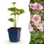 Anemone hybr. 'Kön. Charlotte' (Herbstanemone) – rosa – Ø 11 cm, 15–25 cm hoch