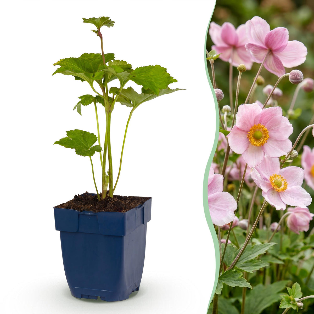 Anemone hybr. 'Kön. Charlotte' (Herbstanemone) – rosa – Ø 11 cm, 15–25 cm hoch