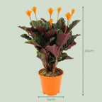 4× Calathea Crocata – Ø14 cm, 40–45 cm hoog