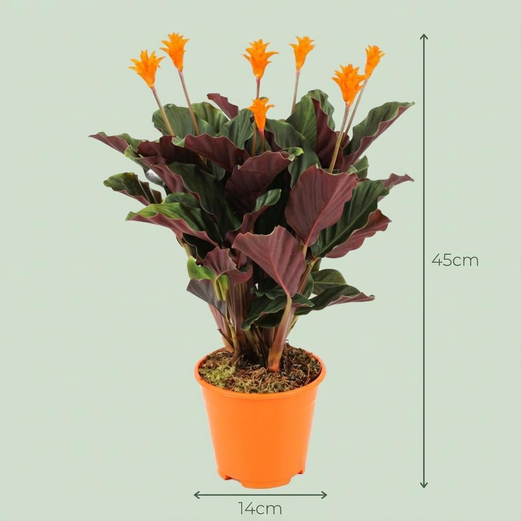 4× Calathea Crocata – Ø14 cm, 40–45 cm hoog
