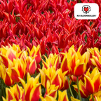 Tulp 'Fire Wings' – 20 bloembollen (bolmaat 11/12)