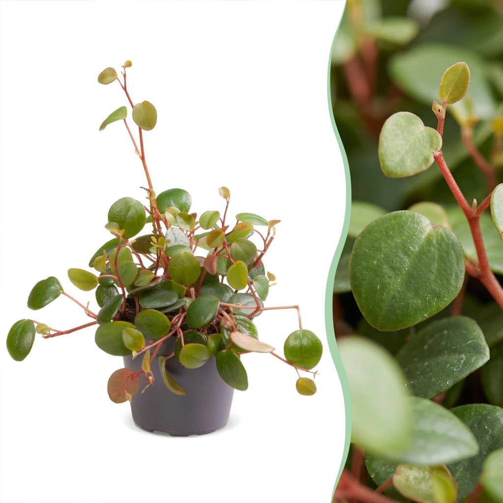 Peperomia Pepperspot – Ø6 cm, 10 cm de haut