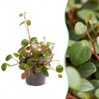 Peperomia Pepperspot – Ø6 cm, 10 cm de haut