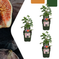 Figuier (Ficus carica) biologique – 3 plantes, Ø13 cm, 20 cm de haut