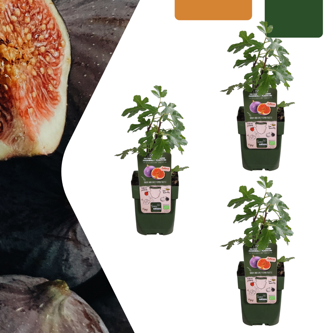 Vijgenboom (Ficus carica) biologisch – 3 planten, Ø13 cm, 20 cm hoog