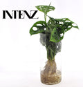 Monstera in Cylinder glas (gatenplant) – Ø12 cm, 25 cm hoog