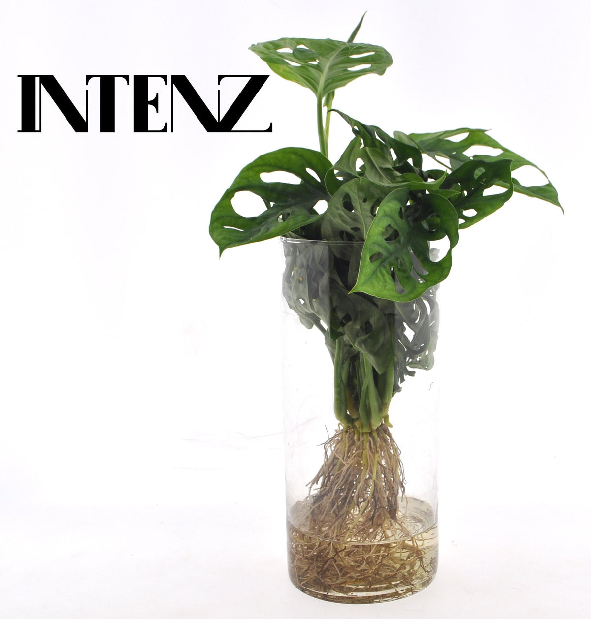 Monstera im Zylinderglas (Fensterblatt) – Ø 12 cm, 25 cm hoch