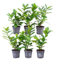 Prunus laurocerasus 'Novita' (cherry laurel) – 6 plants, 25 cm high