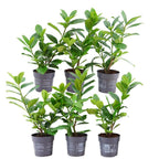 Prunus laurocerasus 'Novita' (cherry laurel) – 6 plants, 25 cm high