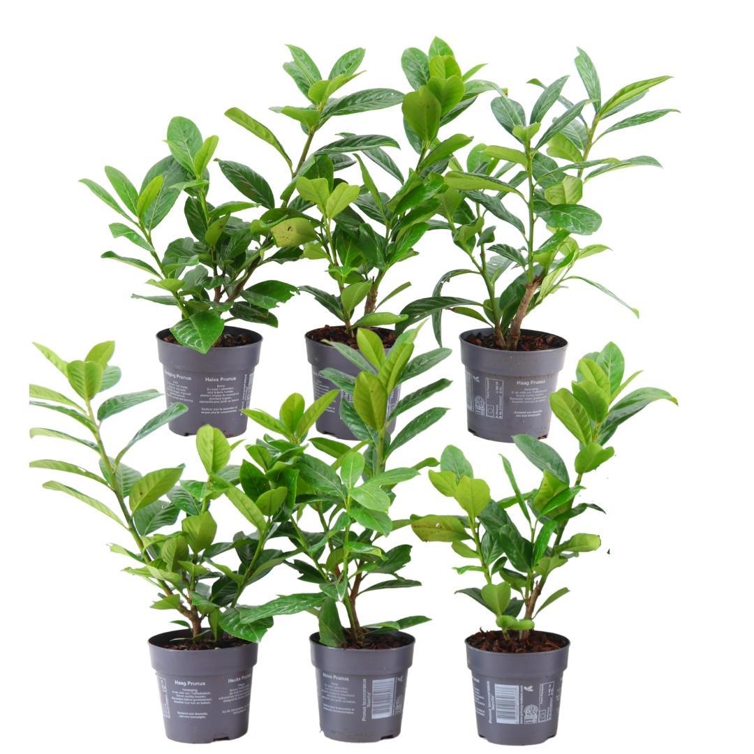 Prunus laurocerasus 'Novita' (cherry laurel) – 6 plants, 25 cm high