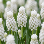 Druifhyacint 'White Magic' – 200 bloembollen (bolmaat 6/7)