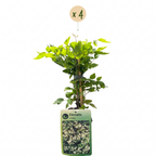 Clematis vitalba (bosrank) – wit – 4 planten, Ø9 cm, 35 cm hoog