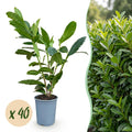 Prunus laurocerasus 'Caucasica' (prunier de laurier) – 40 plants, Ø9 cm, 25–35 cm de haut