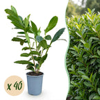 Prunus laurocerasus 'Caucasica' (prunier de laurier) – 40 plants, Ø9 cm, 25–35 cm de haut
