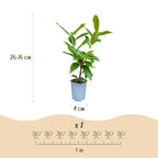 Prunus laurocerasus 'Novita' (cherry laurel) – 24 plants, Ø9 cm, 25–35 cm high