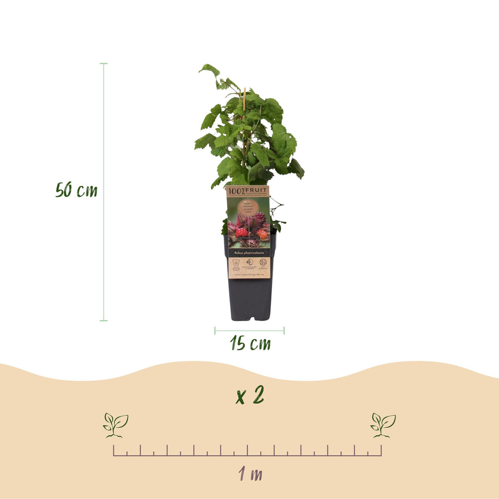 Rubus phoenicolasius (Japanese wineberry) – 2 plants, Ø15 cm, 50 cm high – photo 3