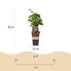 Rubus phoenicolasius (Japanese wineberry) – 2 plants, Ø15 cm, 50 cm high