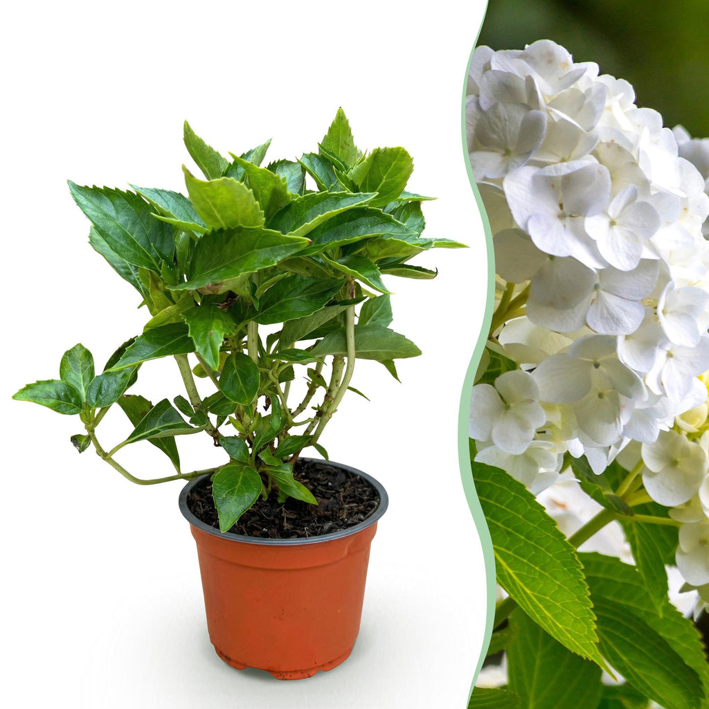 Hydrangea macrophylla (Hortensie) – weiß – Ø12 cm, 20–30 cm hoch