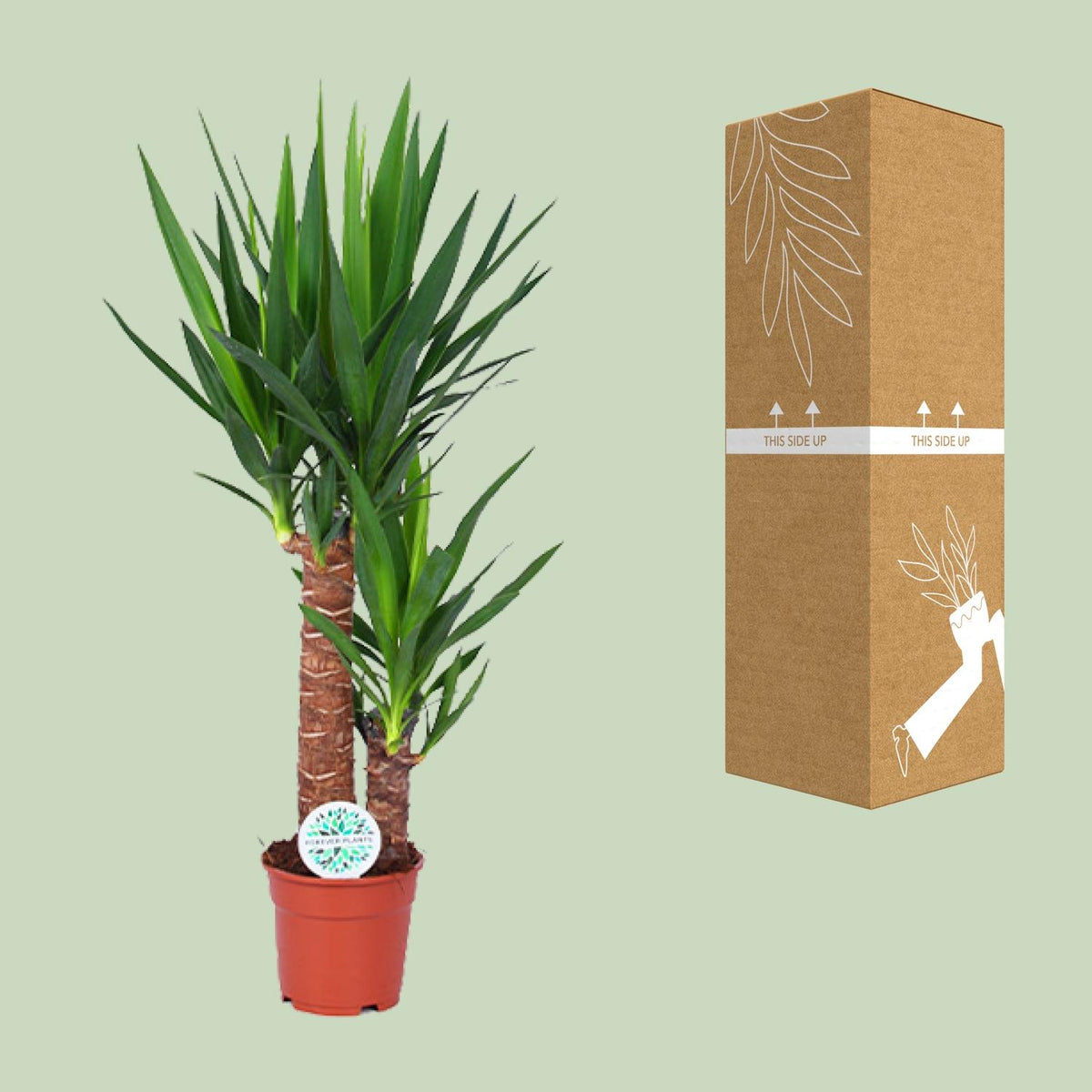 Yucca – Ø 17 cm, 80 cm hoch
