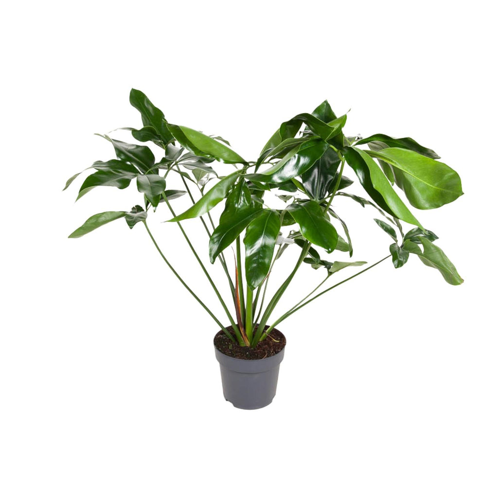 Philodendron Green Wonder – Ø 24 cm, 100 cm hoch