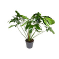Philodendron Green Wonder – Ø 24 cm, 100 cm hoch