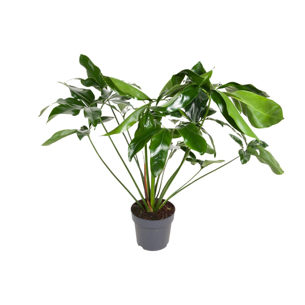 Philodendron Green Wonder – Ø 24 cm, 100 cm hoch