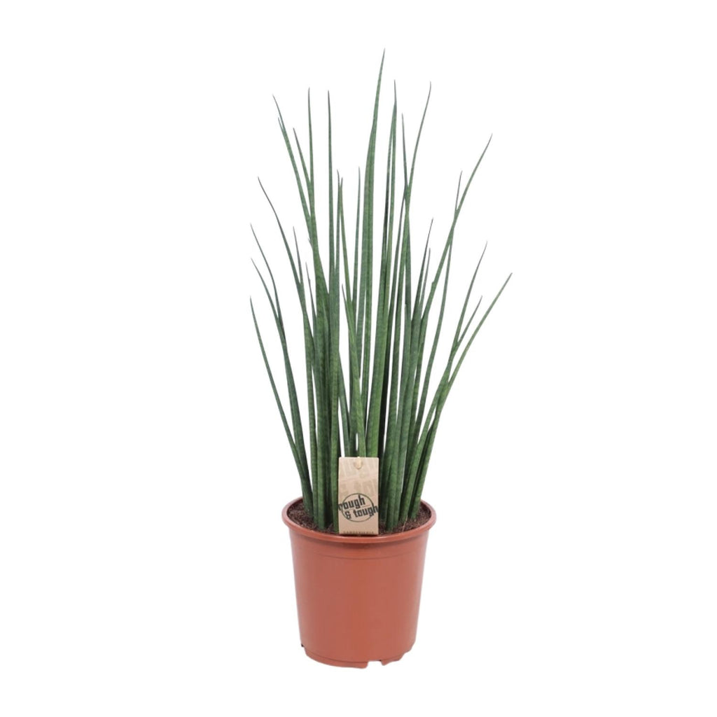 Sansevieria Mikado (svigermors tunge) – Ø19 cm, 70 cm høj