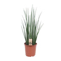 Sansevieria Mikado (svigermors tunge) – Ø19 cm, 70 cm høj