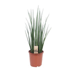 Sansevieria Mikado (svigermors tunge) – Ø19 cm, 70 cm høj