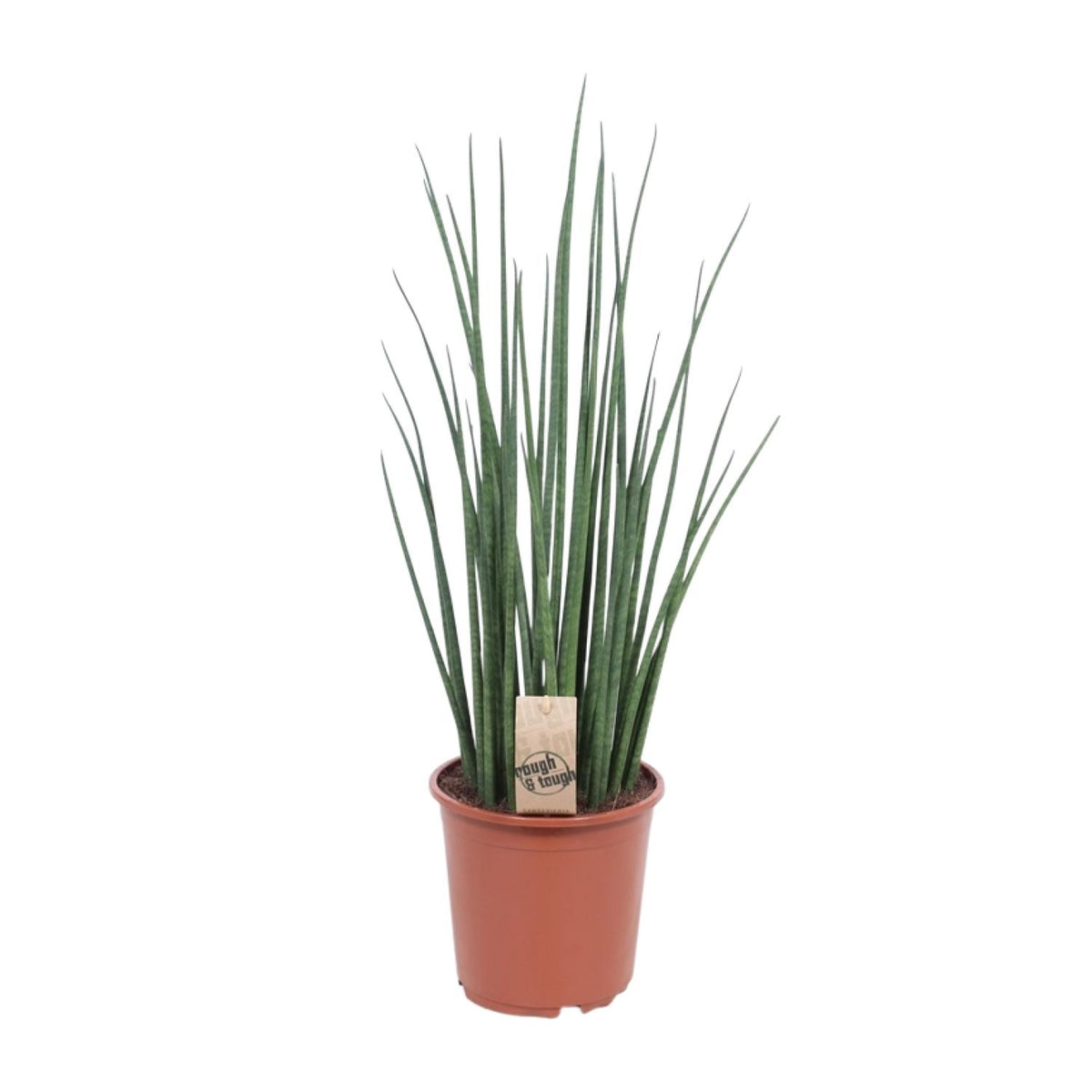 Sansevieria Mikado (svigermors tunge) – Ø19 cm, 70 cm høj