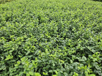 Euonymus fort. 'Minimus' (osier cardinaux) – 6 plants, Ø9 cm, 10–25 cm de haut