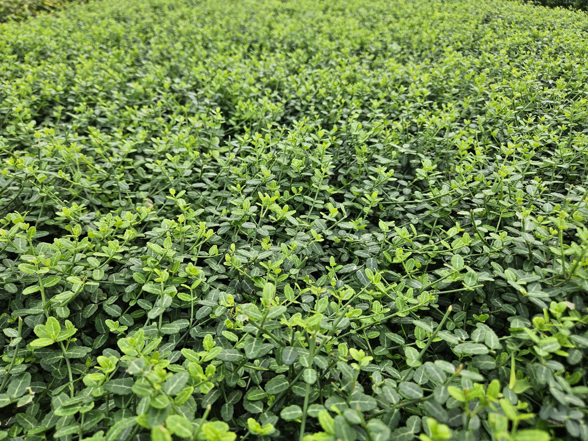 Euonymus fort. 'Minimus' (osier cardinaux) – 6 plants, Ø9 cm, 10–25 cm de haut – photo 6