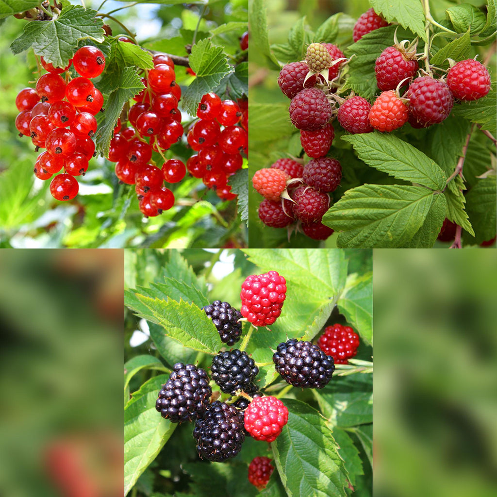 Himbeere (Rubus idaeus) – 3 Pflanzen, Ø 11 cm, 40 cm hoch – Bild 4
