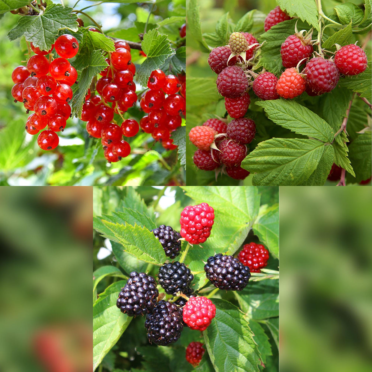 Himbeere (Rubus idaeus) – 3 Pflanzen, Ø 11 cm, 40 cm hoch – Bild 4