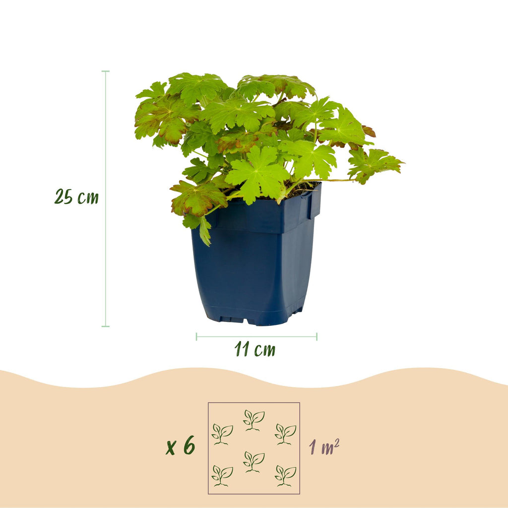 Geranium macrorrhizum (géranium vivace) – rose – 6 plantes, Ø11 cm, 15–25 cm de haut – photo 3